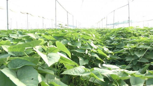 我市實(shí)施 菜籃子 穩(wěn)供保產(chǎn)行動(dòng) 蔬菜種植基地喜迎豐收