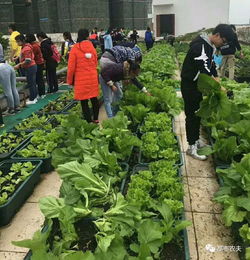 校園篇 十一月屋頂菜園新景象
