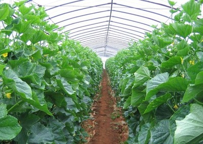 大棚種植蔬菜過(guò)程中,會(huì)出現(xiàn)的問(wèn)題和管理方法,提高作物生長(zhǎng)態(tài)勢(shì)