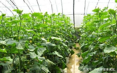 想要種植蔬菜,就要了解蔬菜對(duì)環(huán)境條件的要求,一起學(xué)習(xí)下吧!