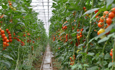 怎么科學(xué)的種植有機(jī)蔬菜